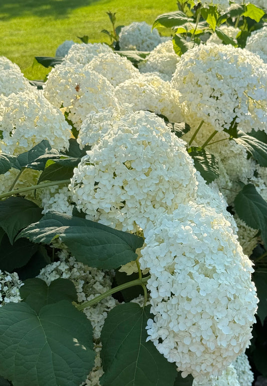 Kids Wren Bundle - 3 Items